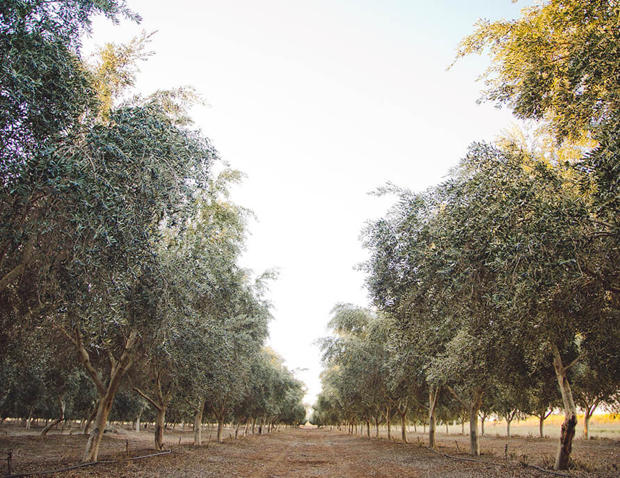 photo of lines of olive trees in the Morella Grove olive grove