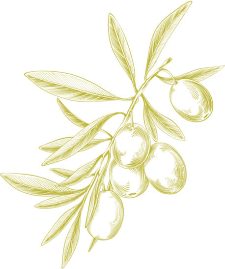 graphic of olive branch with olives on it