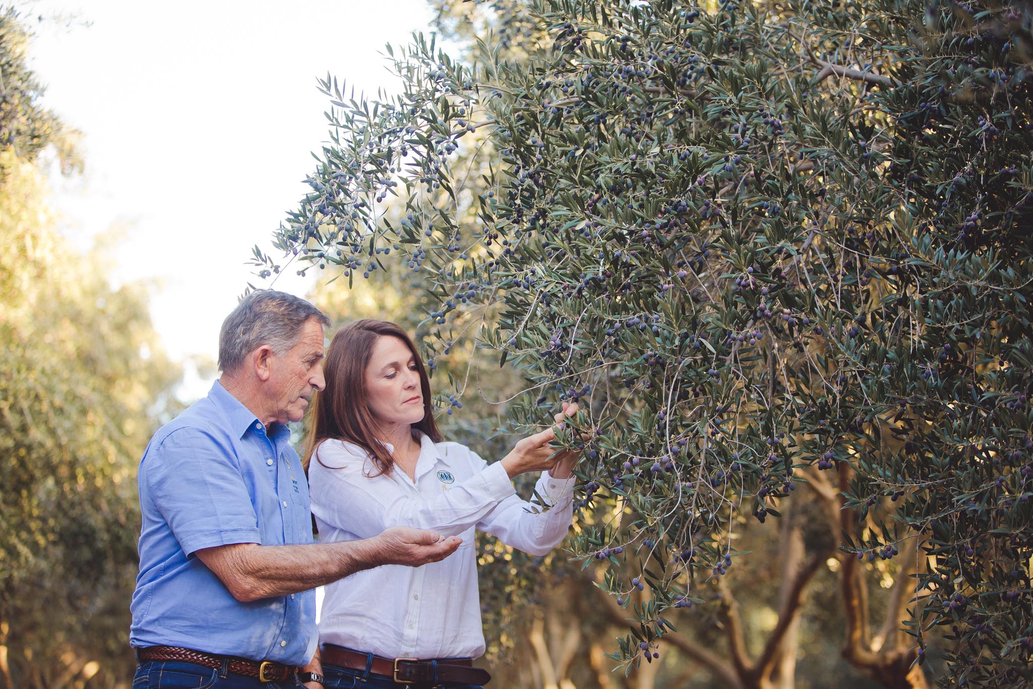 Harvesting extra virgin olive oil