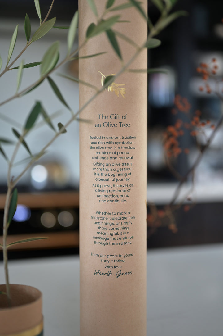 The Gift of an Olive Tree