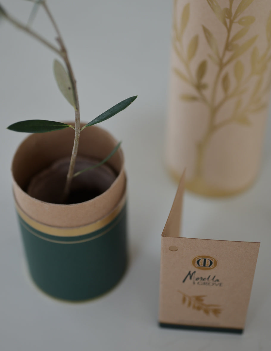 The Gift of an Olive Tree