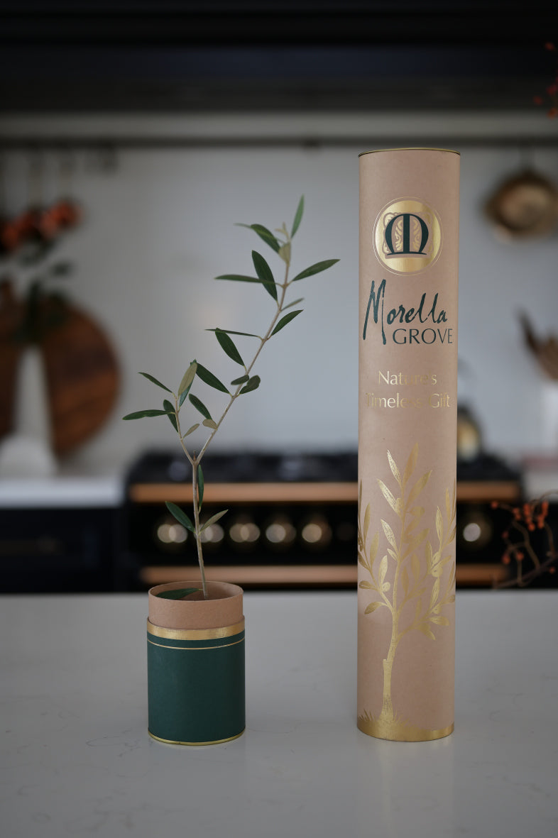 The Gift of an Olive Tree
