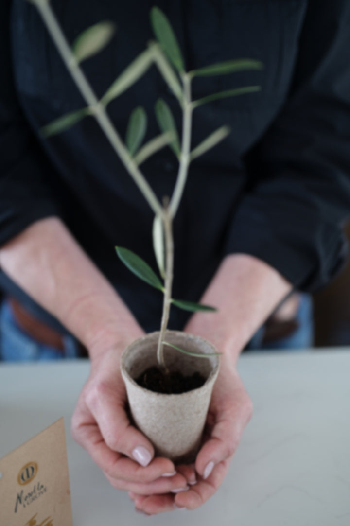 The Gift of an Olive Tree
