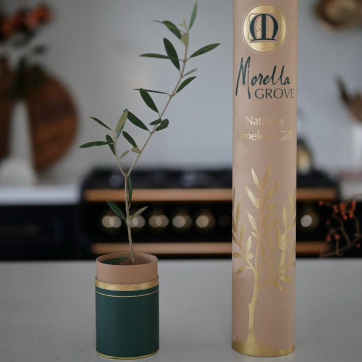 The Gift of an Olive Tree
